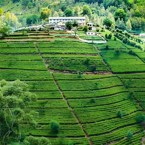 Nuwara Eliya