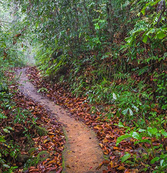 Sinharaja Forest
