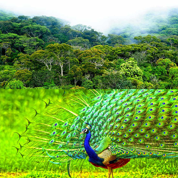 Discovering Sri Lanka's Rich Flora and Fauna